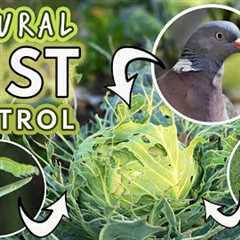 Natural Pest Control: Caterpillars, Aphids, Cabbageworms, Root Fly, Pigeons