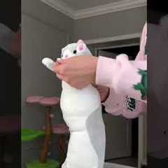 How to trick a cat😂 #cat #cats