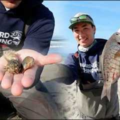 The NUMBER ONE Surf Fishing Bait - EXPLAINED