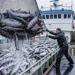 Big Catch Tuna Fishing in the Deep Sea With a Giant Boat | Amazing Fish Processing Skills
