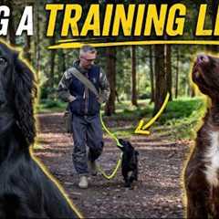 Spaniel Training: Using a Training Lead