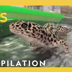Wild Pets at the Vet | Reptiles, Birds, Farm Animals & MORE | Nat Geo Kids Compilation |..