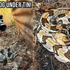 Insane Spring Herping in South Georgia! Massive Hognose, Basking Rattlesnakes, and More!