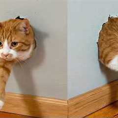 Get a Cat They Said, Life’s Never Boring 🤣 Funny Cat Videos 2025