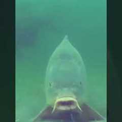 UNDERWATER CARP FISHING! Big Carp Taking HookBait..