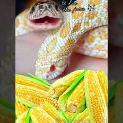 IT’S CORN! #reptile #snake #itscorn