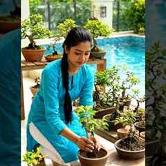 Mini Bonsai Garden at Home|plants Kingdom | #plantsgrowth #propagation#gardening #tinyplants #bonsai