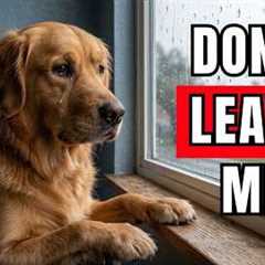 Never LEAVE Your Dog Alone Without Doing THIS First