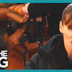 The Secret to Walking Strong Dogs Without Pulling | It's Me Or The Dog