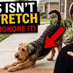 If Your Dog Stretches When They See You… This Is What It Really Means