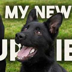 Two puppies I am keeping…for now 🤔