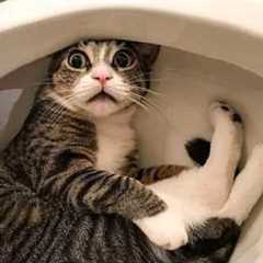 The Funniest Cats Caught on Camera! 😂 NEW Funny Cat Videos of 2026!