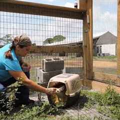 Training for Exotic Pets