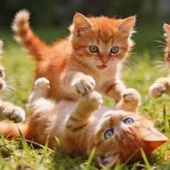 😻Beautiful Kittens Playing in front of the house | Funny Cat Videos | Hilarious Cat Compilation