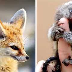 Top 10 Exotic Pets you can Own