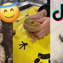 Exotic Pet TikTok Compilation: From Snakes to Monkeys and Everything In Between!