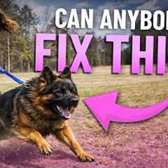 Stop Leash Pulling FAST (Real Dog, Real Results in 10 Minutes)