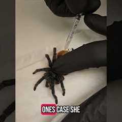 Tarantula Takes a Trip to the Vet