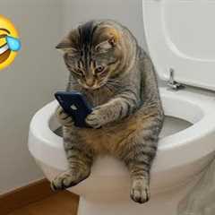 You Laugh, You Lose! 🤣 Funny Cat Videos 2026 😹 Part 140