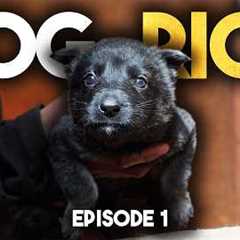 Dog Rich “Cash is King” - Episode 1