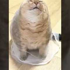 Funny cat moments 😂🐈|Funny cats|Cats video compilation🐱#funny #cat #pets #trynottolaugh