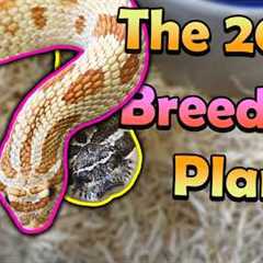 Pairing our Hognoses, Bullsnakes, Kingsnakes, and other Snakes!