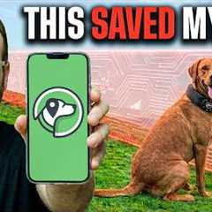 Best Invisible Dog Fence? The Answer Might Surprise You