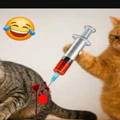 Funny Cat Videos That Will Brighten Your Mood Fast 😂 #funny #cat #catvideos 