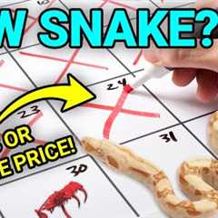 The First 30 Days With Your New Pet Snake Can Make Or Break Everything