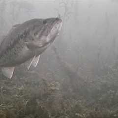 CRAZIEST DAY Ice Fishing with UNDERWATER CAMERA (So Many FISH! New PB!)
