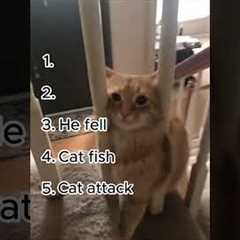Funniest Cat Fails You Cant Stop Laughing At