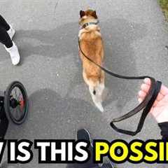 Real, UNCUT Dog Walk in a Busy Area (Loose Leash Walking in Real Life)