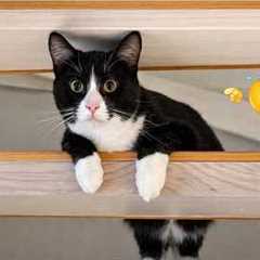 The FUNNIEST Cat Clips on the Internet 😂 SUPER Funny Cat Videos 2026