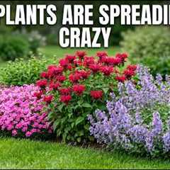 Plant These in APRIL! 11 FAST MULTIPLYING Perennials for a Forever Green Garden