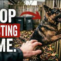 The 80/20 Dog Training Rule (Stop Wasting Your Time)