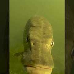 Put a GoPro underwater and see what happens ! #pike #fishing #underwater #gopro