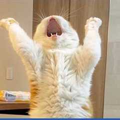 Compilation New Funniest Cat Videos 🤣 Best of Funny Cat Videos