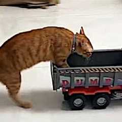 Funny cats with 4% braincell