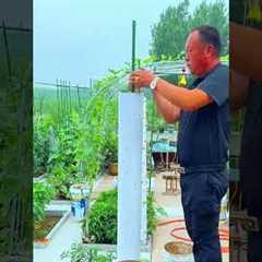 No Space Try Vertical Gardening!