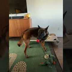 Finn loves his Treat & Train! It’s a dog training tool that you can utilize for a wiiide..