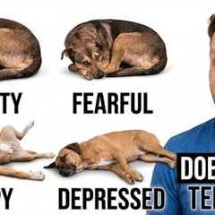 What Your Dog's Sleeping Position Reveals About Their Health, Personality, and Loyalty