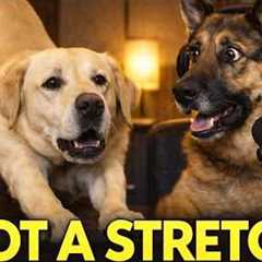 If Your Dog Stretches When It Sees You… It’s Not What You Think..