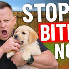How to STOP Puppy Biting In SECONDS!