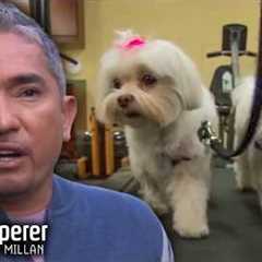 Cesar Gets Rowdy Little Malteses Into Shape! | Dog Whisperer With Cesar Millan