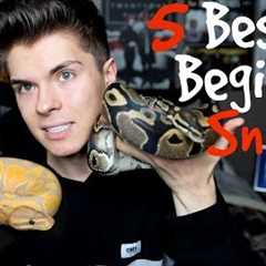 5 Best Pet Snakes for Beginners!
