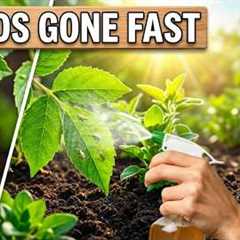 Stop Aphids Fast — This Homemade Fermented Spray Beats Pesticides