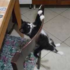 You Will Die Laughing At These FUNNY CATS 🤣 Funny Cat Videos