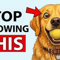 The Right Way to Play With Your Dog (Most Owners Do It Wrong)