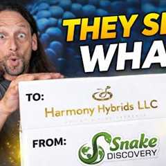 Snake Discovery sent us snakes!! What did we get?!!