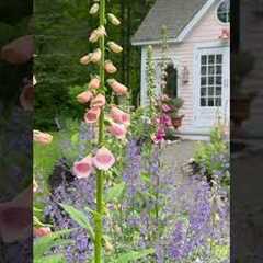Beautiful Cottage Garden Tour!! See long video!! 💗🌸💗